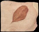 Red Fossil Leaf (Persea?) - Montana #53280-1